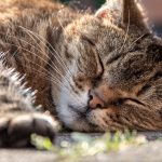 楽天ブログの削除ページメモ